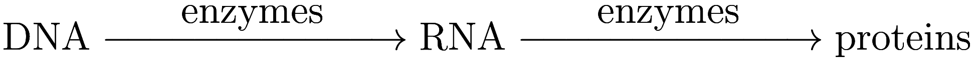 \text{DNA} \xrightarrow{\parbox{3cm}{\centering enzymes}} \text{RNA} \xrightarrow{\parbox{3cm}{\centering enzymes}} \text{proteins}